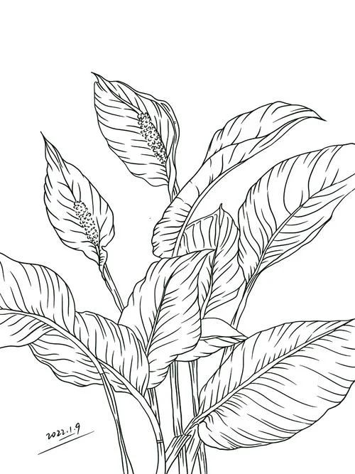 铅笔画植物怎么画_1