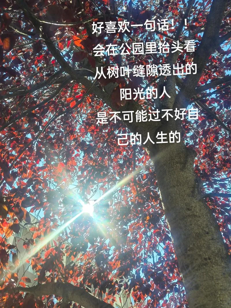 迎向阳光人生感悟-迎向阳光人生感悟