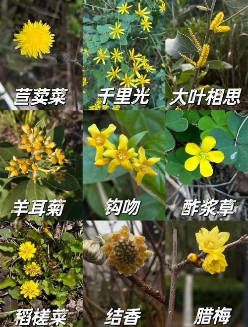 明日黄花的出处和意义_1