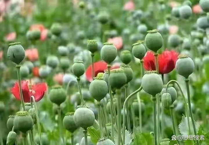 梦见罂粟开花_1