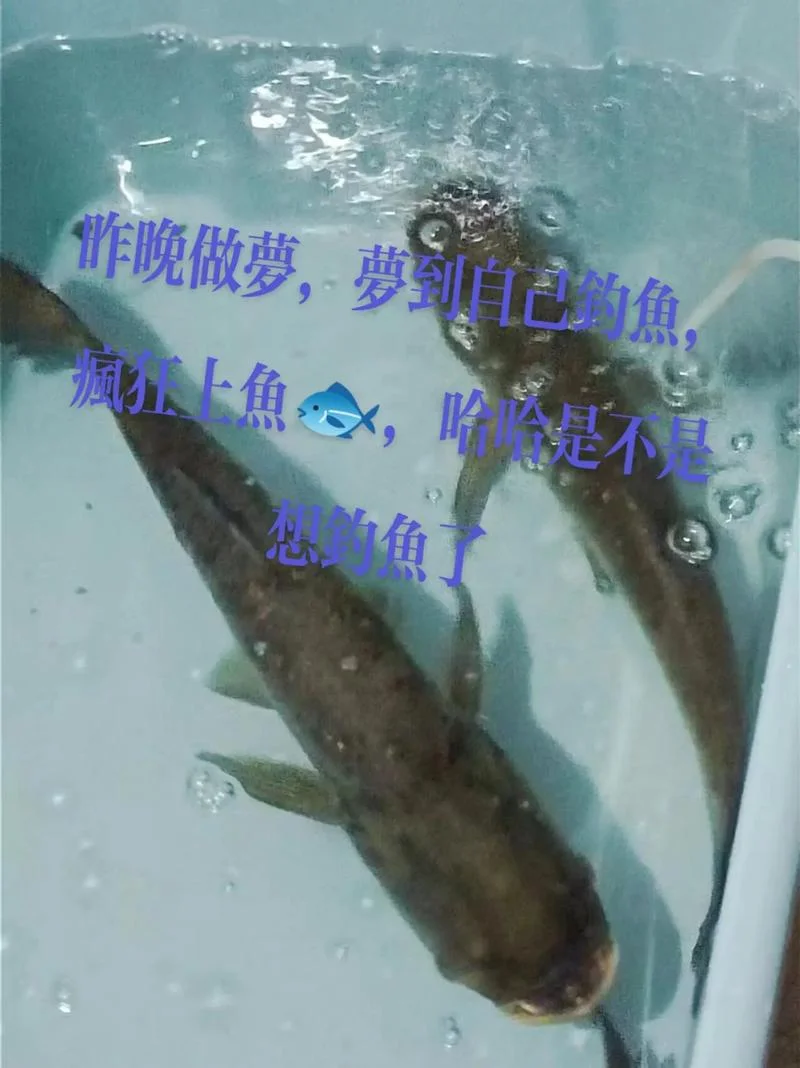 做梦钓鱼是什么征兆-做梦钓鱼预示财运
