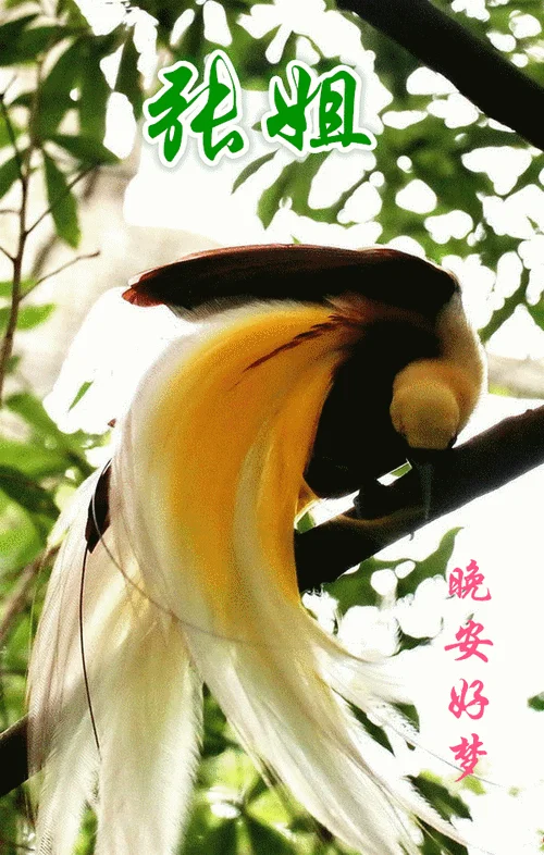 北林之鸟出自哪里_1
