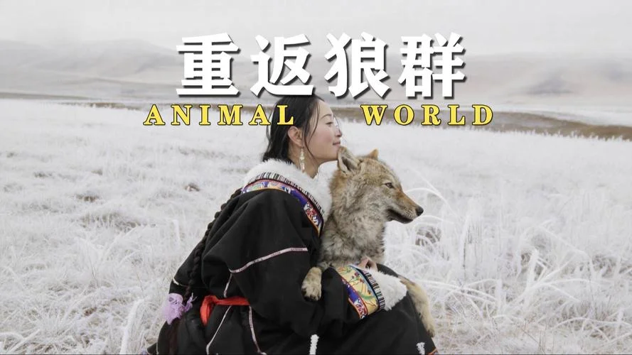 重返狼群感悟-重温狼群感悟