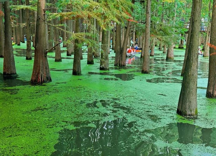 水上森林景点_1