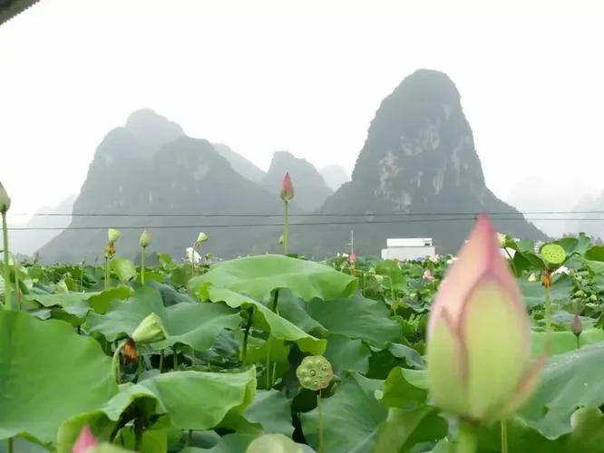 依依风荷举出自哪_1