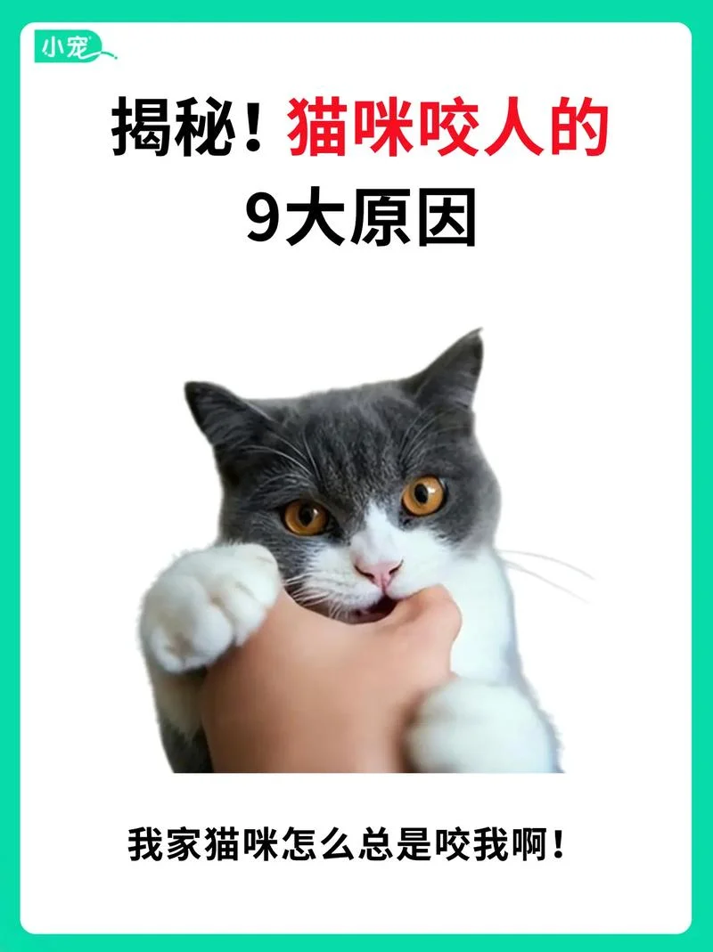 梦见被猫咬了预示着什_1