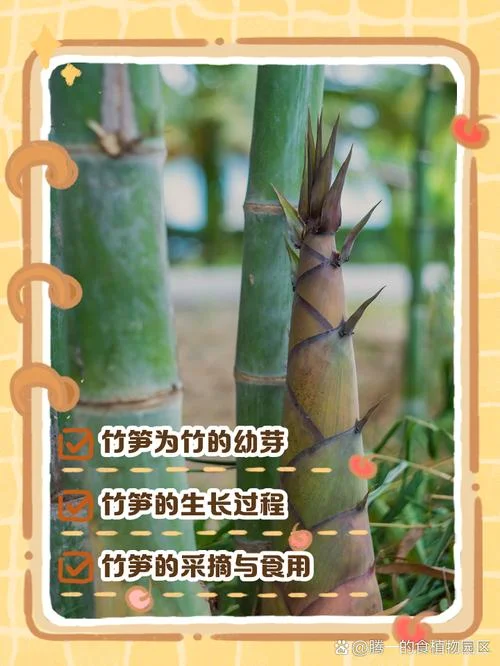 一亩竹林能产多少竹笋_2
