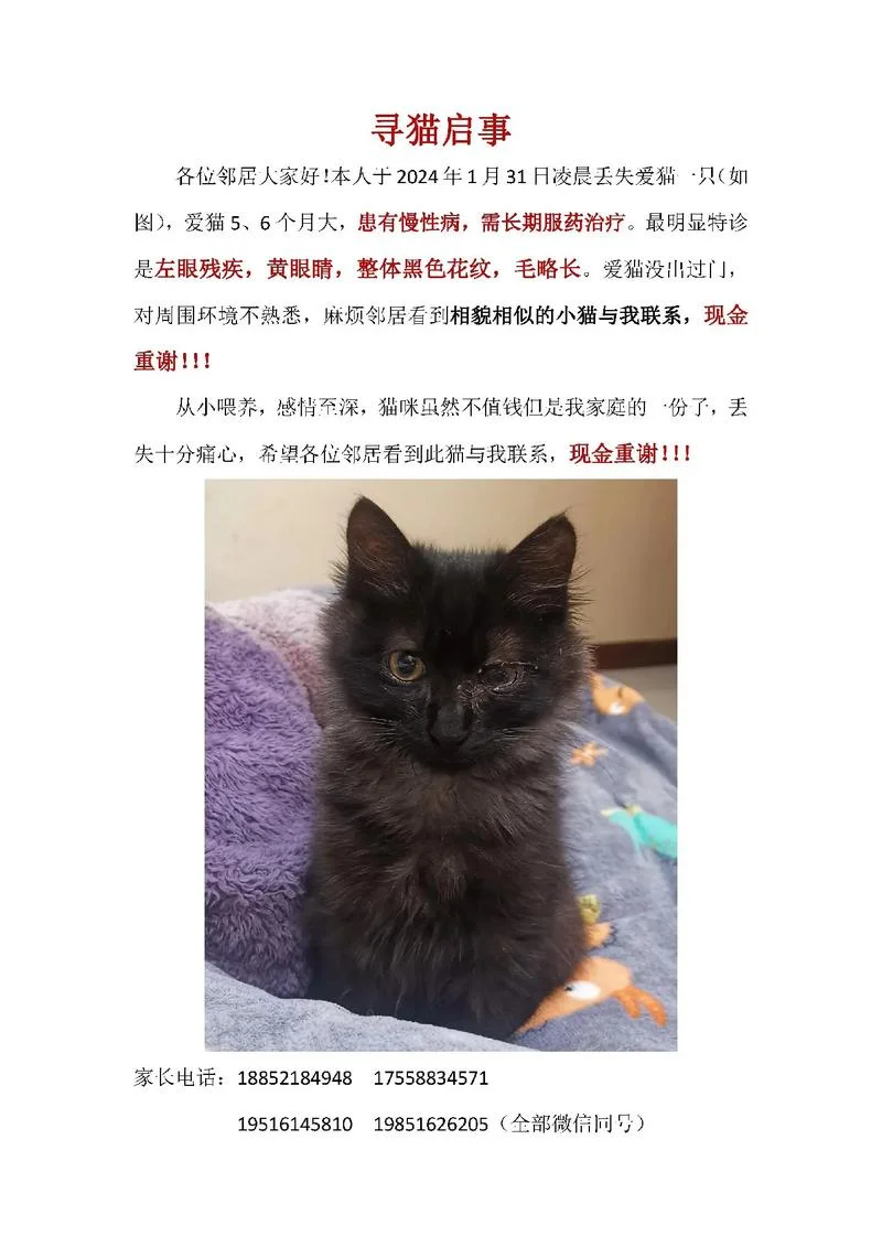 梦到捡到猫是什么征兆 女性-女性梦猫捡猫兆
