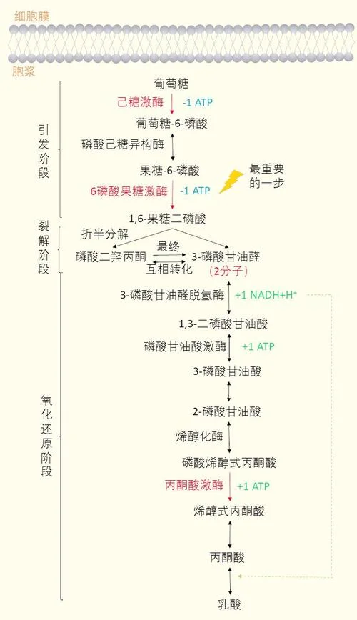 糖类代谢异常发病原理是什么_1