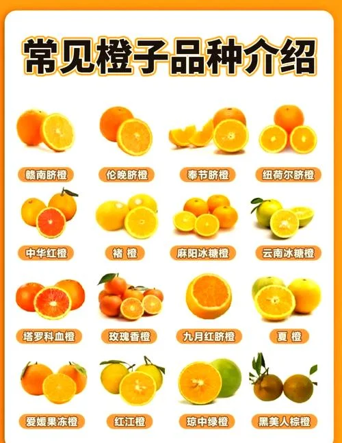 橙子的季节是几月份_1