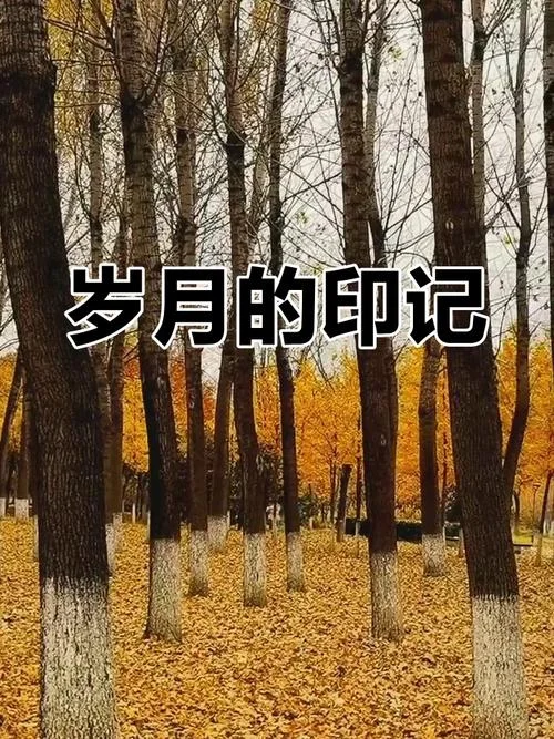岁月的感悟-岁月感悟凝眸