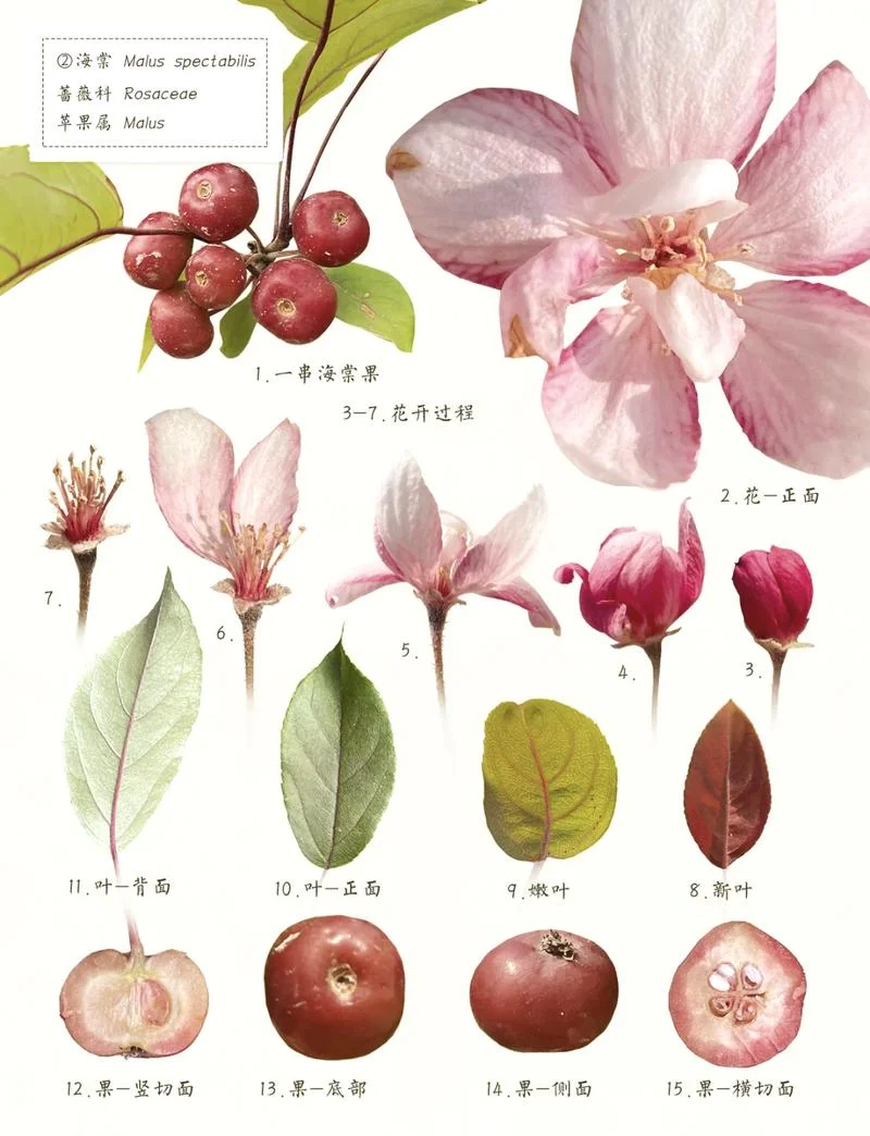 花解解是个什么东西_1
