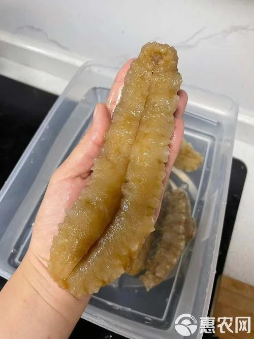 棕色的海参叫什么参_1