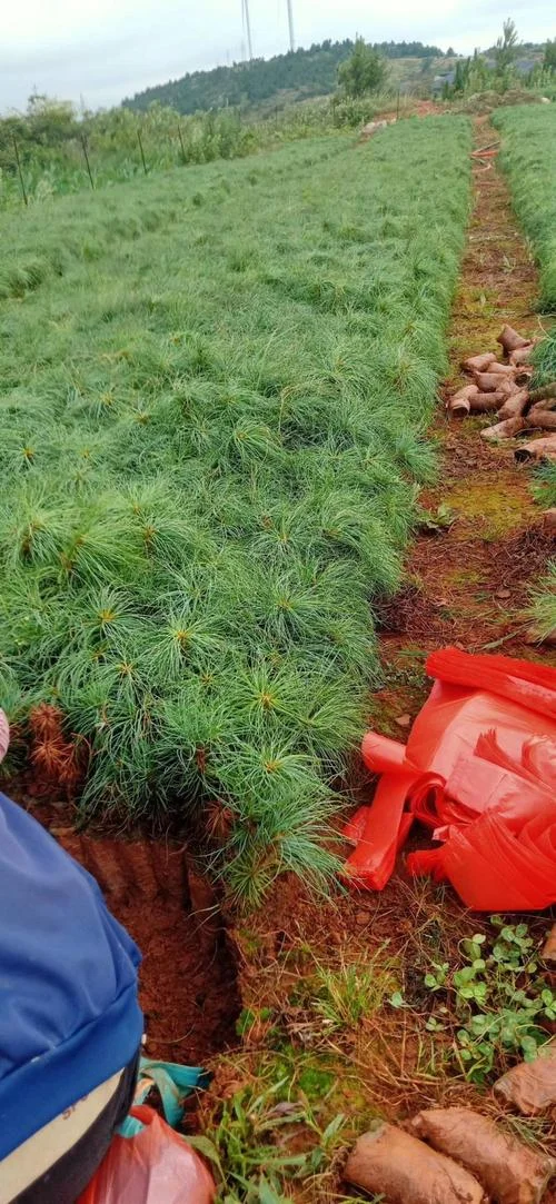 湿地松亩种多少棵_1