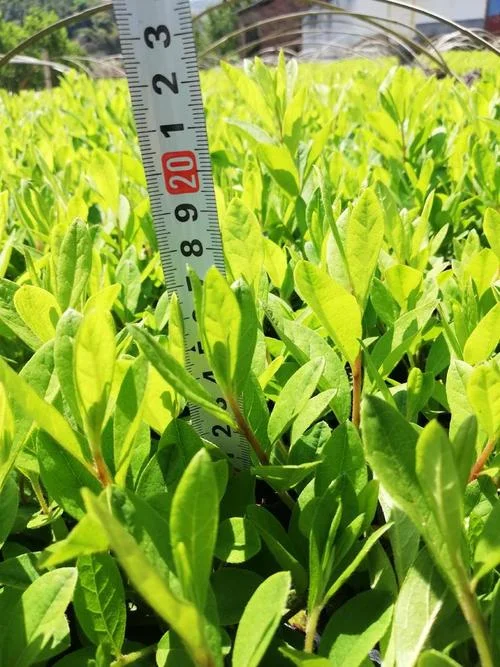 种植毛发多少钱一亩-种植毛发一亩多少钱