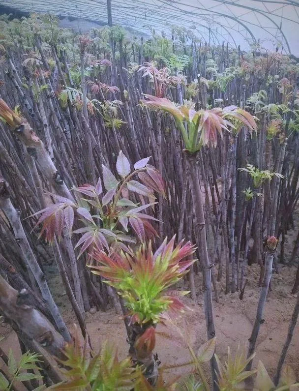 香椿种植一亩多少株_1