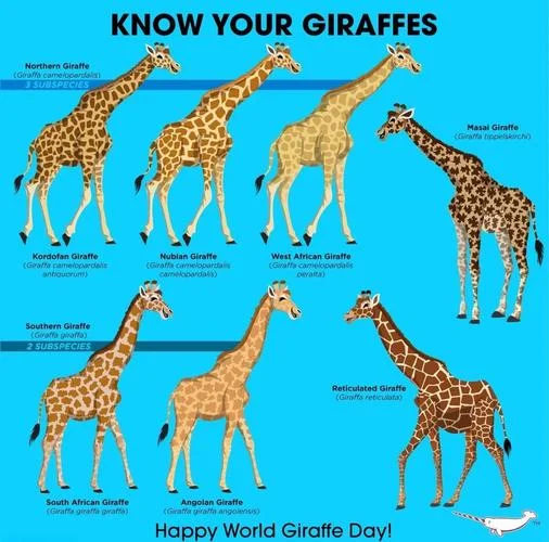 giraffes翻译叫什么_2