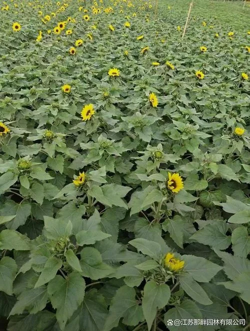 太阳花别名叫什么-太阳花别称向日葵