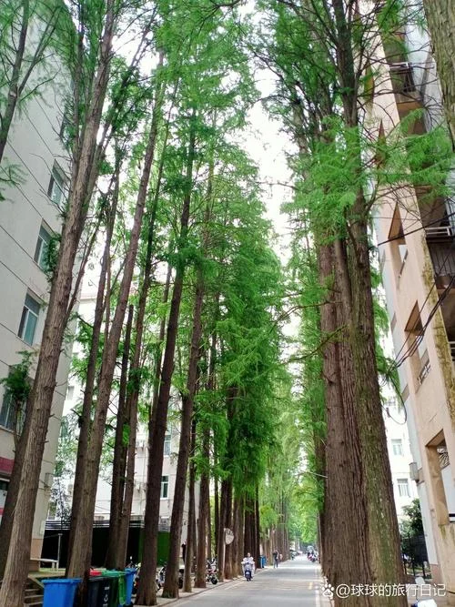 珞珈山旅游攻略_1