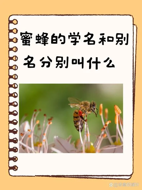 几月份适合养蜜蜂_1