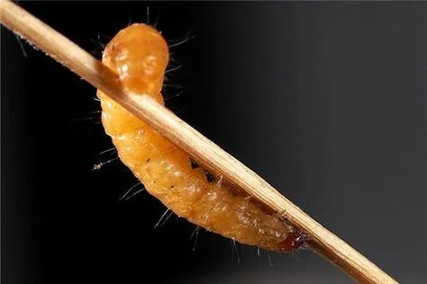 梦见长虫是什么预兆-梦见长虫预兆解析
