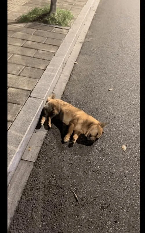 梦见狗快饿死了_1