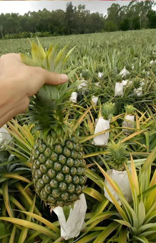 菠萝几月份成熟上市_1