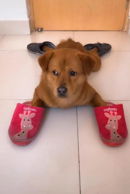 梦见小狗咬我的鞋-梦犬咬鞋