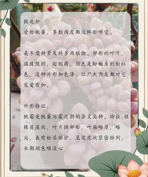 多肉种植感悟_1