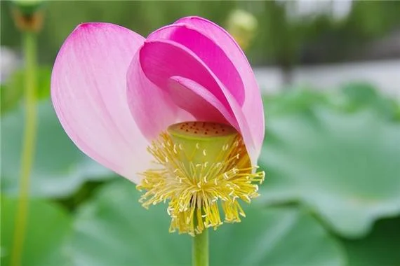 梦见莲蓬是什么意思_2