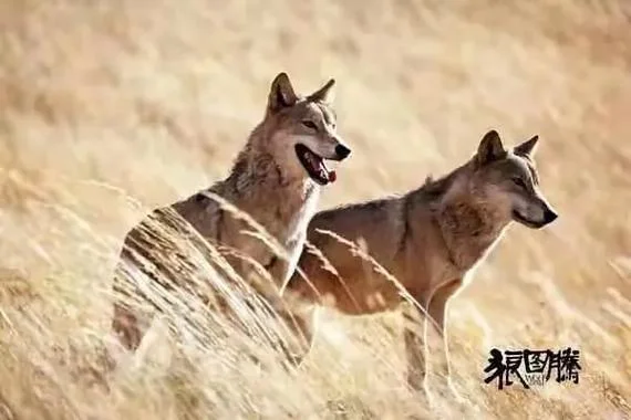 鹿和狼的故事读后感悟_1