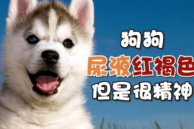 梦到狗狗尿在了身上是什么意思_1