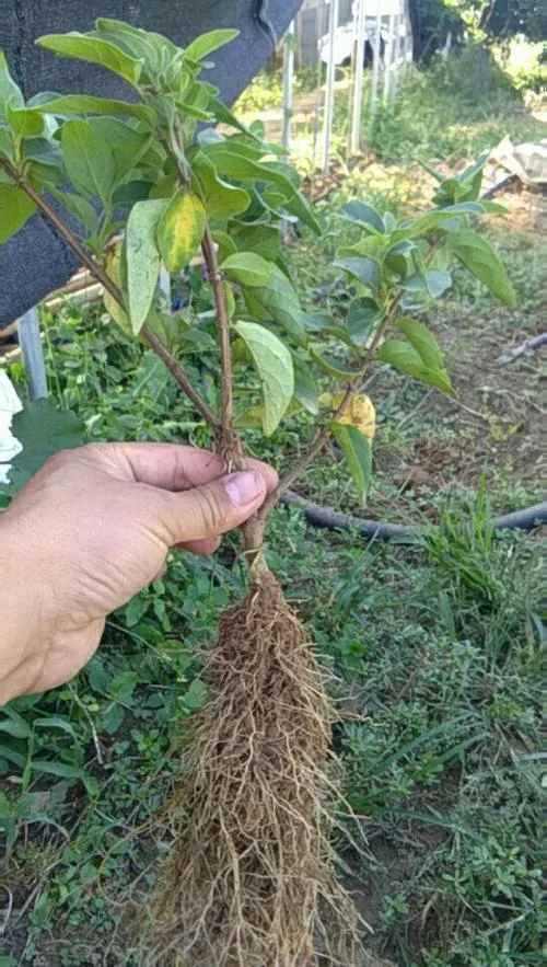 北花一号一亩种多少棵_2