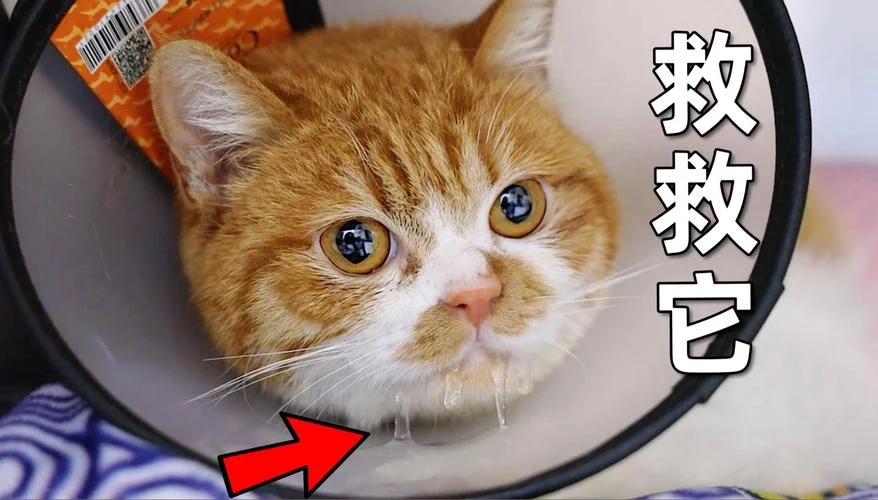 梦到小猫跳楼_2