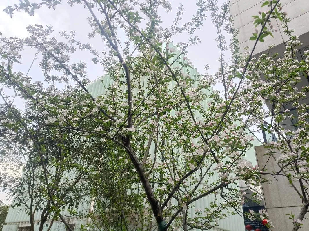 芝兰玉树朗月入怀出处_1