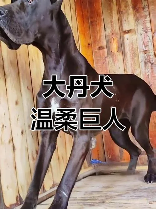 大丹犬介绍图片-大丹犬介绍图