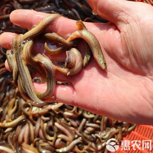 养泥鳅一亩地的泥鳅苗要多少钱-一亩泥鳅苗价格 10 字以内