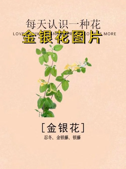 忍冬藤又叫什么_1