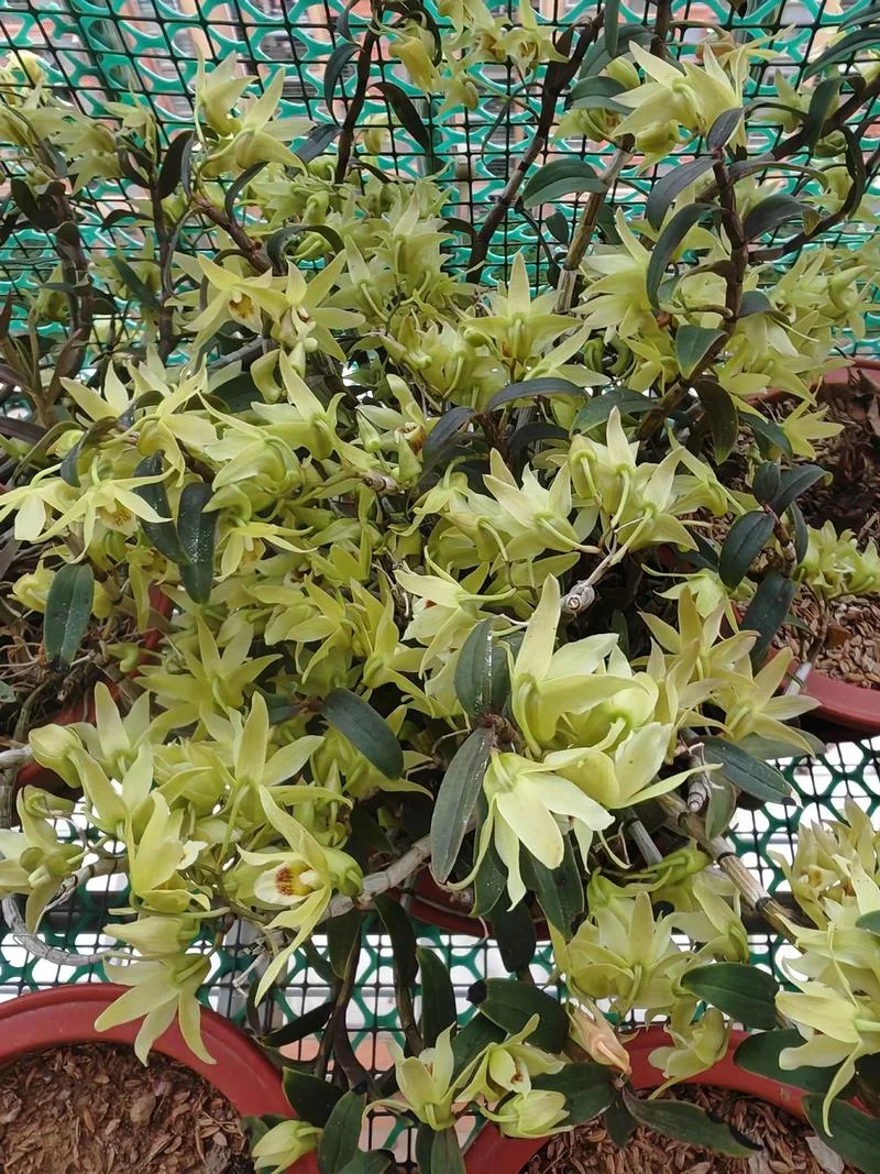 铁皮石斛花出自哪_1