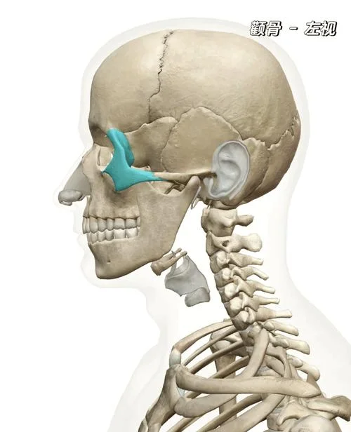 脸颊两边的骨头叫什么_2