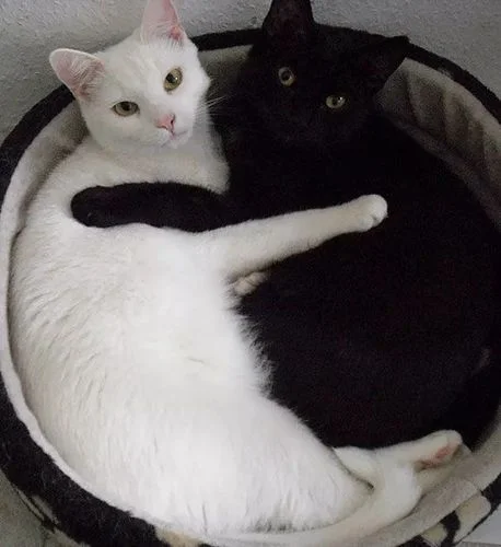 梦到一只黑猫一只白猫_1