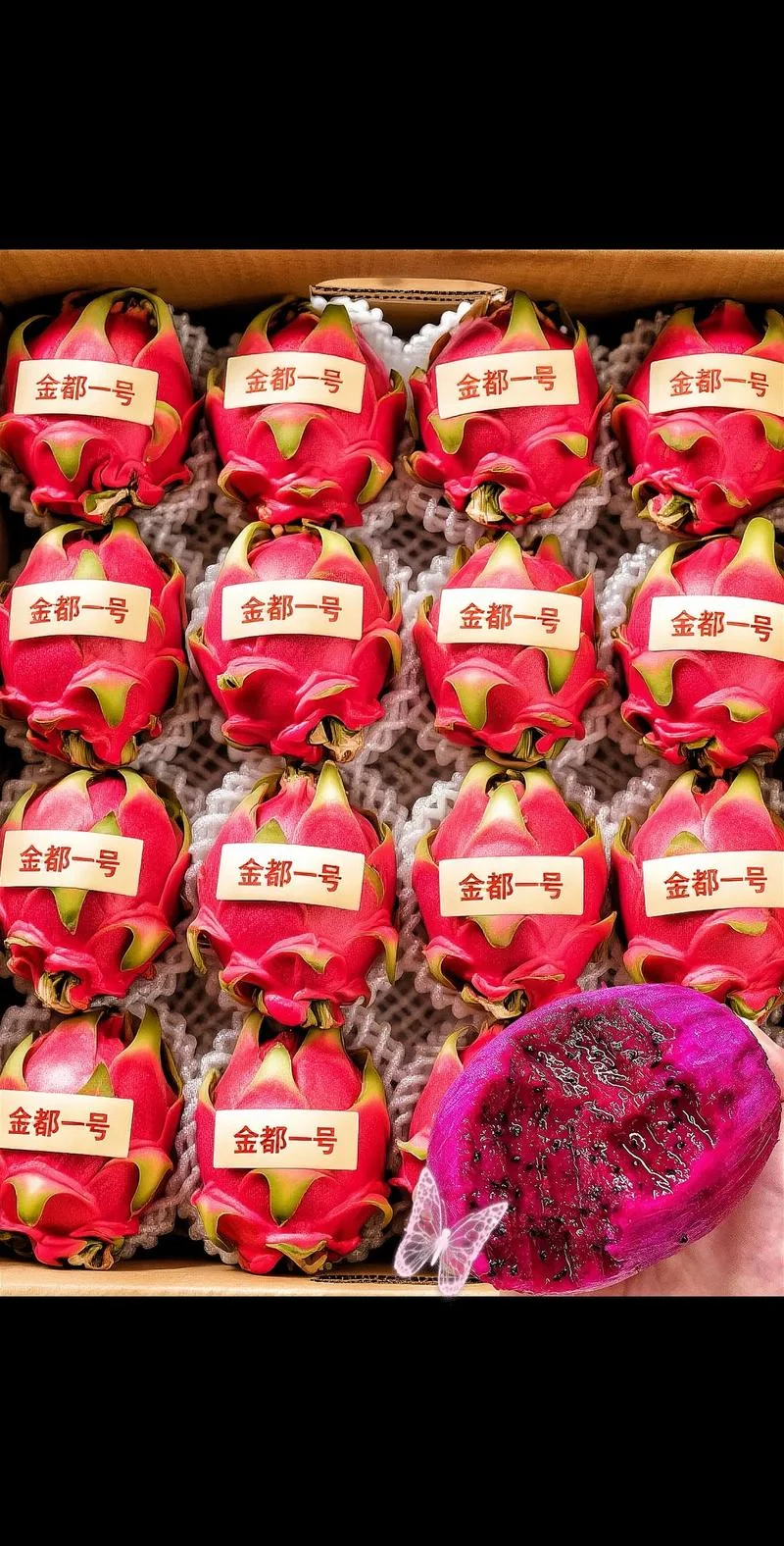 金都一号出自哪里_1