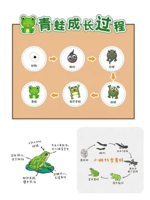 青蛙几月份叫-青蛙叫几月份