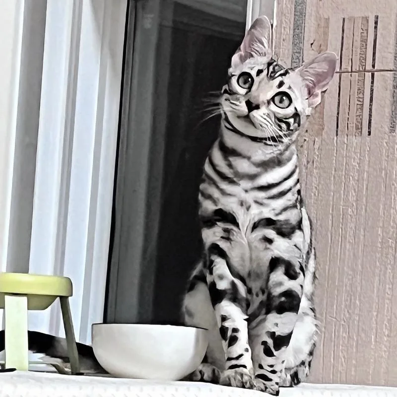 孟加拉豹猫怎么起名_1