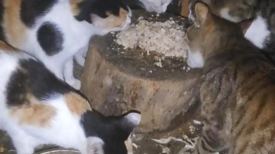 梦见一群饥饿的小猫_1