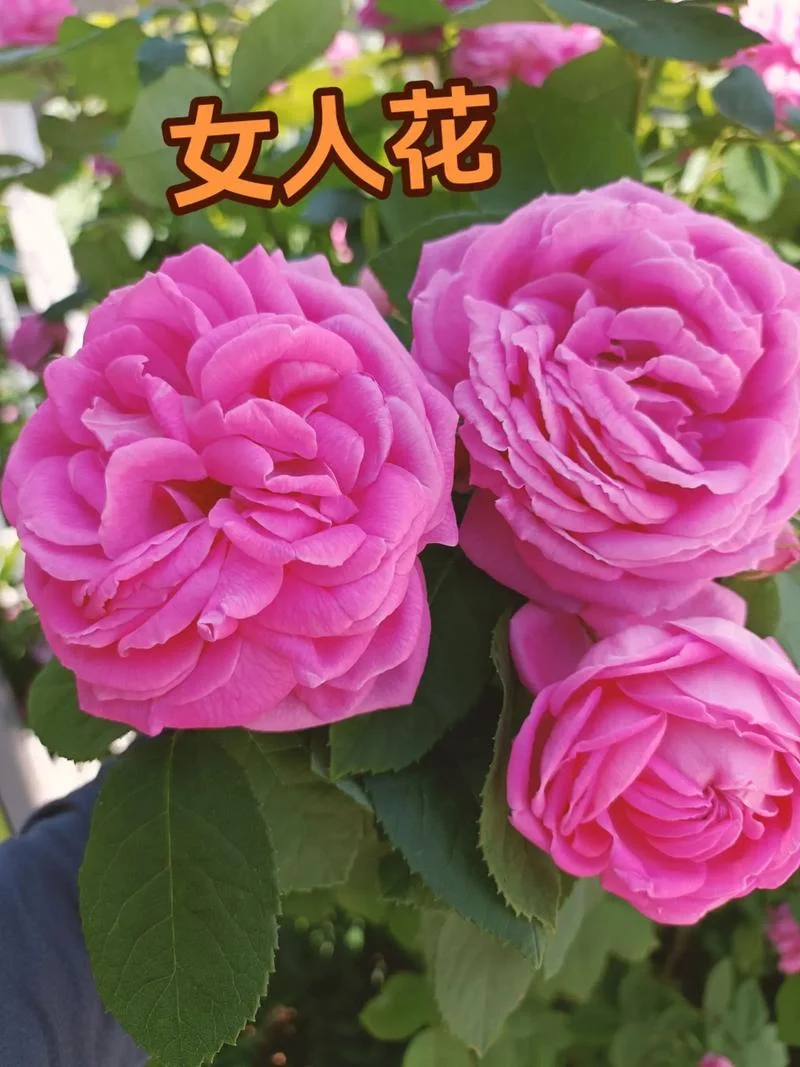 女孩子的花叫什么-女孩开什么花