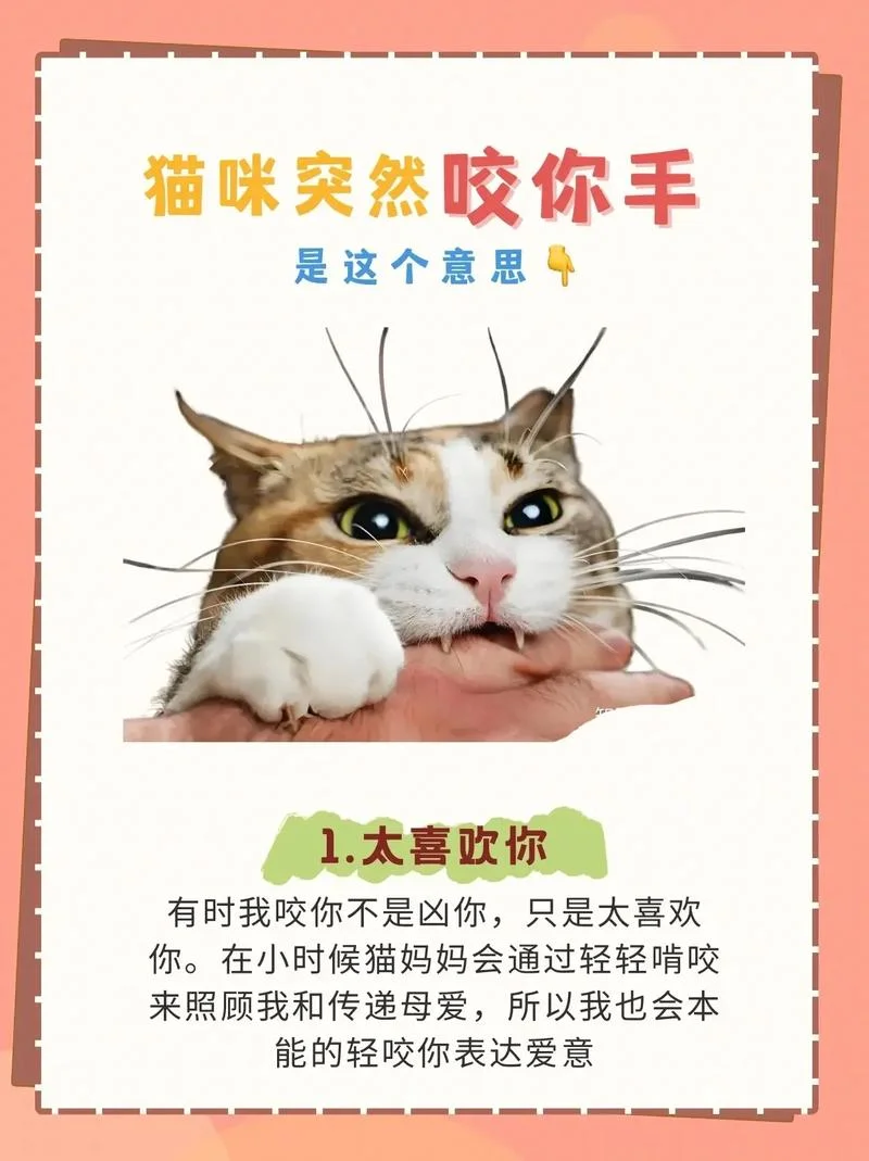 怀孕梦见猫攻击我-