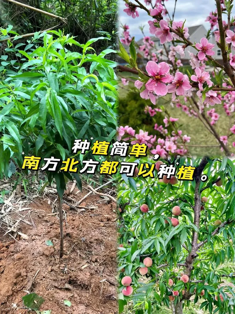 嫁接桃树最好是几月份_2