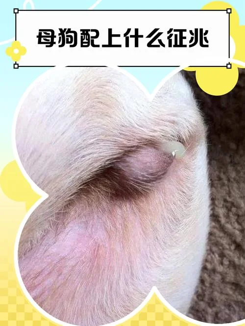 怀孕梦见狗咬自己是什么预兆_2