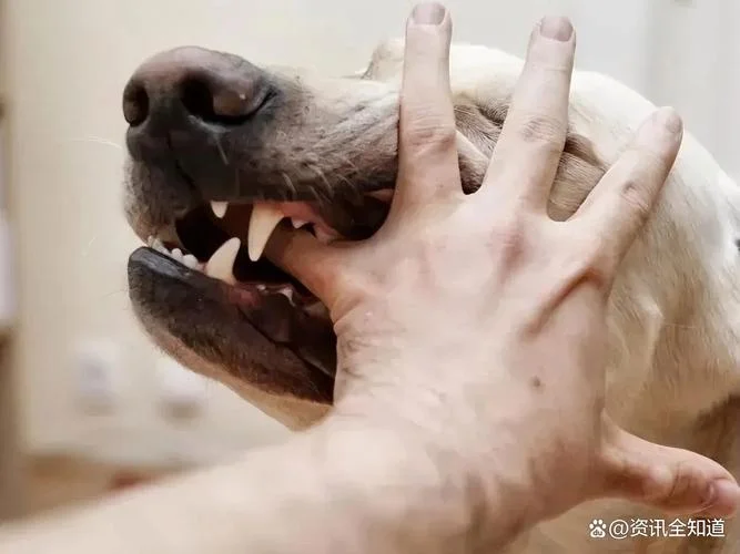 做梦让狗咬伤了腿-梦见狗咬伤腿